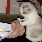 Чем кормить маленького котенка который остался без мамы