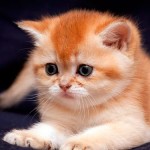 Пушистое солнце: как назвать рыжего котенка