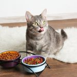 Кошка чем кормить сухой корм или натуральный для собак