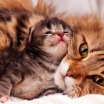 Первые роды у кошки: что нужно знать об этом физиологическом процессе