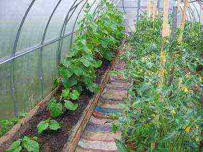 как в теплице выращивать помидоры и огурцы в одной теплице