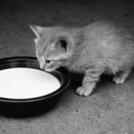Можно ли котам давать молоко?