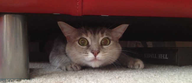 Кошка прячется под диваном
