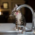 Сколько кошка может прожить без еды только пить воду