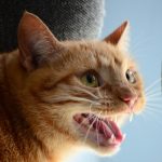 У кошки изо рта воняет тухлятиной и кровавые слюни