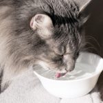 Кошка после отравления ничего не ест а только пьет воду