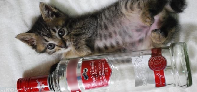 Котёнок и бутылка водки
