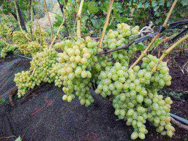 лучшие сорта винограда аркадия