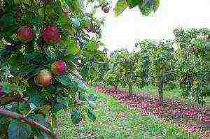 лучшие сорта яблонь низкорослых