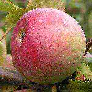 лучшие сорта яблонь низкорослых