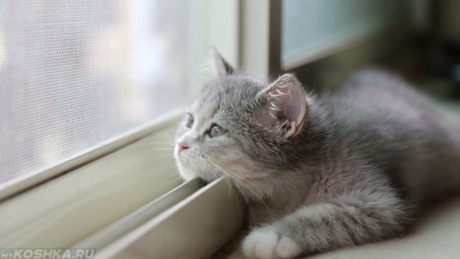 Серый котик лежит у окна