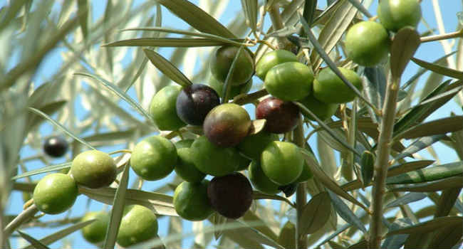 оливки-польза для организма
