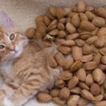 Орехи кошкам: можно ли давать, польза и вред