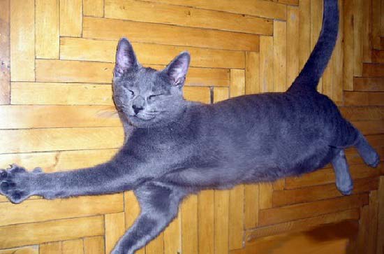 русский голубой котенок фото