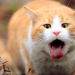 У кота рвота: необходимая информация