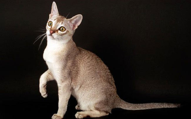 особенности породы сингапурской кошки