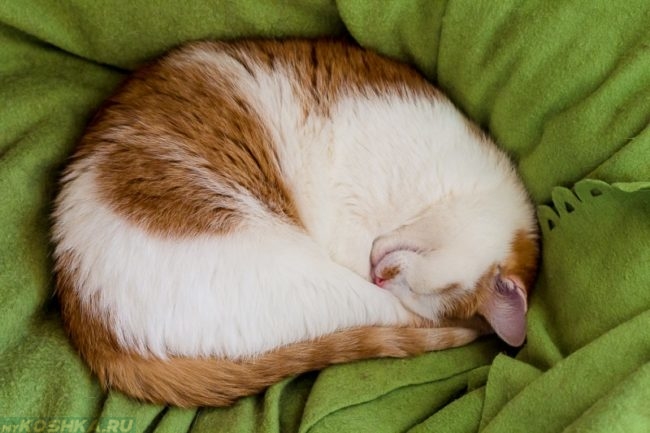 Бело-рыжая кошка спит клубочком спрятав нос