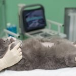Нужно ли кошке обрабатывать шов после стерилизации кошки
