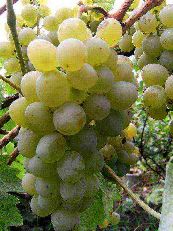 виноград белый лучшие сорта