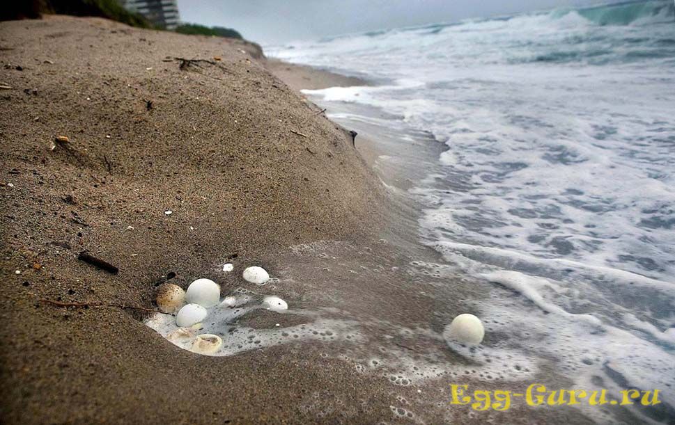 Черепашьи яйца на пляже