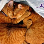 Вязка кошек: правила и особенности важной процедуры
