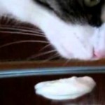 Йогурт кошкам: можно ли давать, польза и вред
