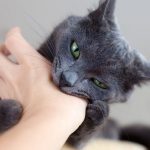 Может ли от царапины кошки у ребенка быть температура