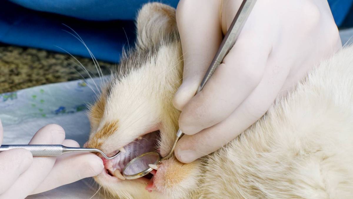 У кошки выпадают зубы