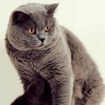 Британские кошки почему рождаются вислоухие а почему нет