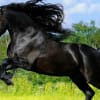 сонник лошадь черная