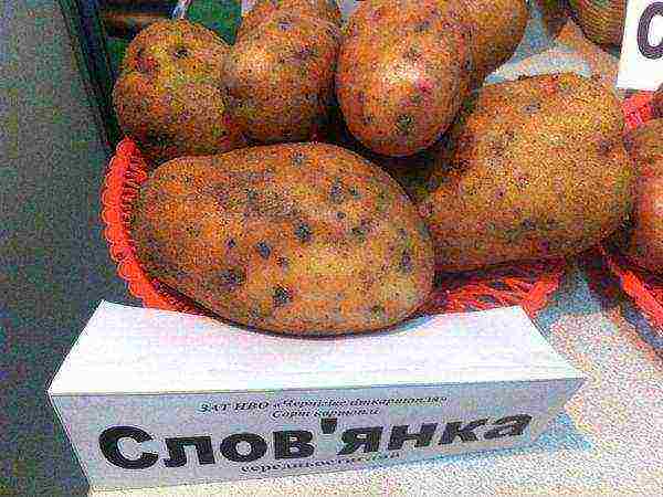 лучшие сорта картофеля семенами