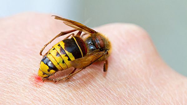 К чему снятся осы: нужно ли остерегаться нападения?