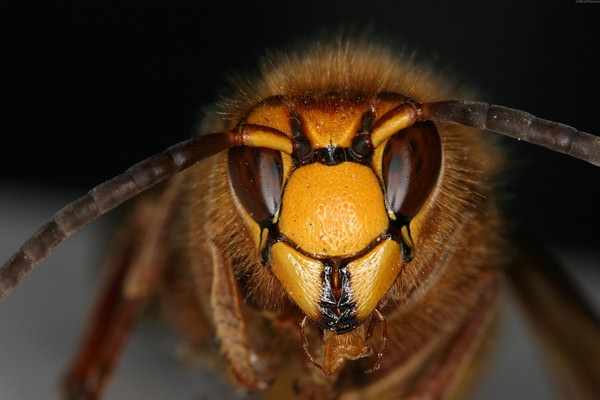 К чему снятся осы: нужно ли остерегаться нападения?