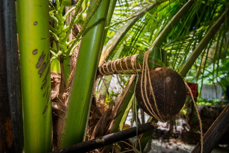 сбор сока кокосовой пальмы