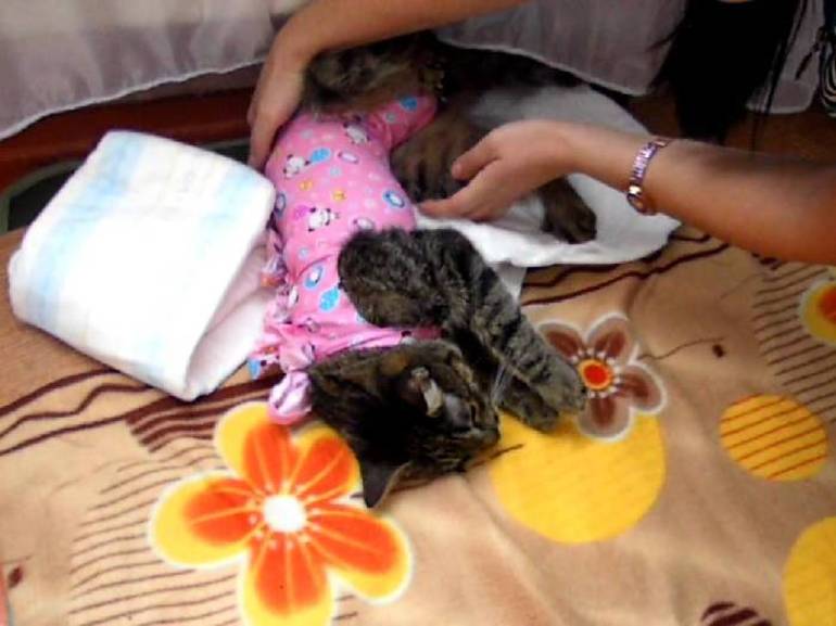 Как ухаживать за кошками после операции