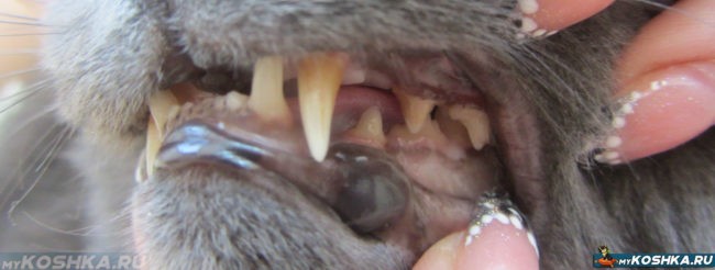 Здоровые зубы у взрослой кошки