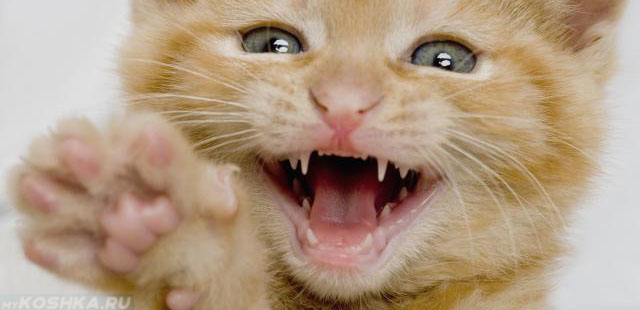 Молочные зубы у котёнка