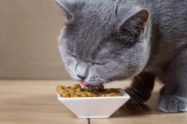 Чем кормить британскую кошку