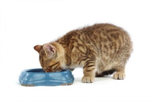 Чем кормить кошку при панкреатите