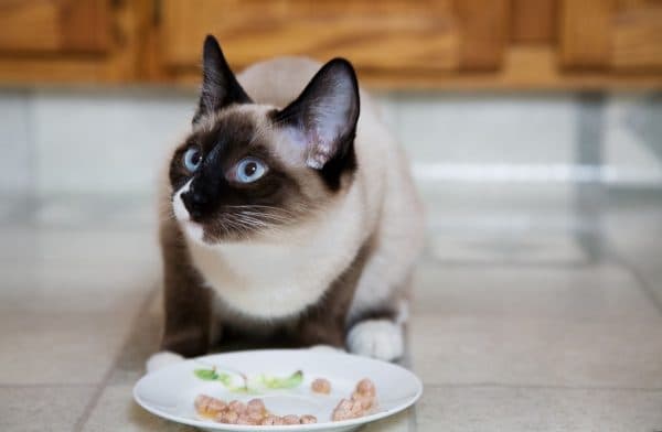 Чем кормить сиамскую кошку