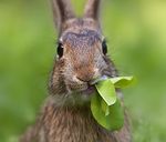 Чем можно кормить декоративного кролика