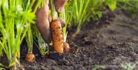 Как и когда сажать морковь на рассаду