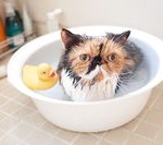 Когда можно купать котенка