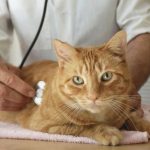 Как лечится дисбактериоз у кошек