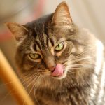 Кошка чихает и слезятся глаза — чем лечить?