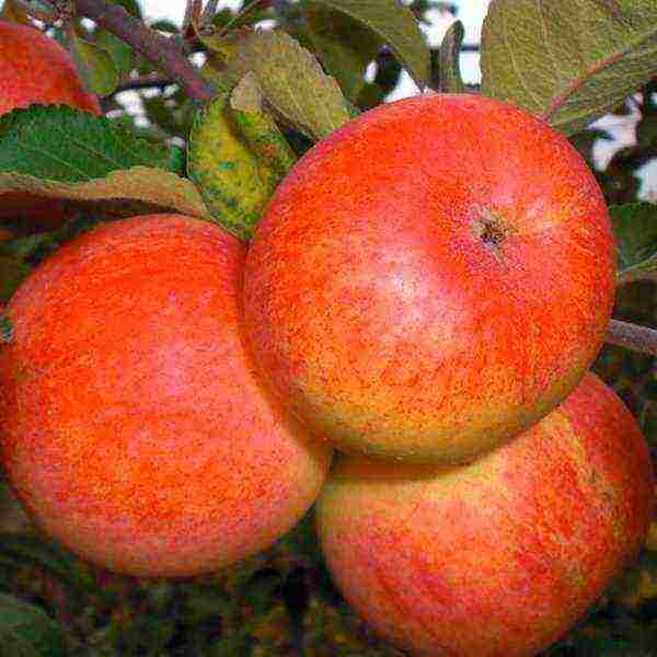 лучшие сорта поздних яблонь