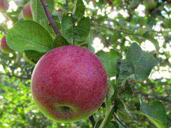 лучшие сорта поздних яблонь