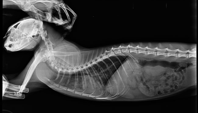 отек легких у кошек фото рентгена
