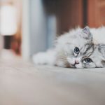 Как проводится уретростомия у кота