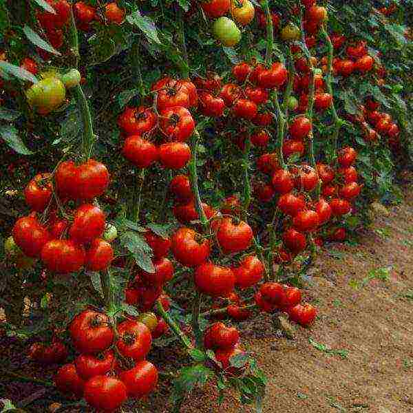 10 лучших сортов томатов